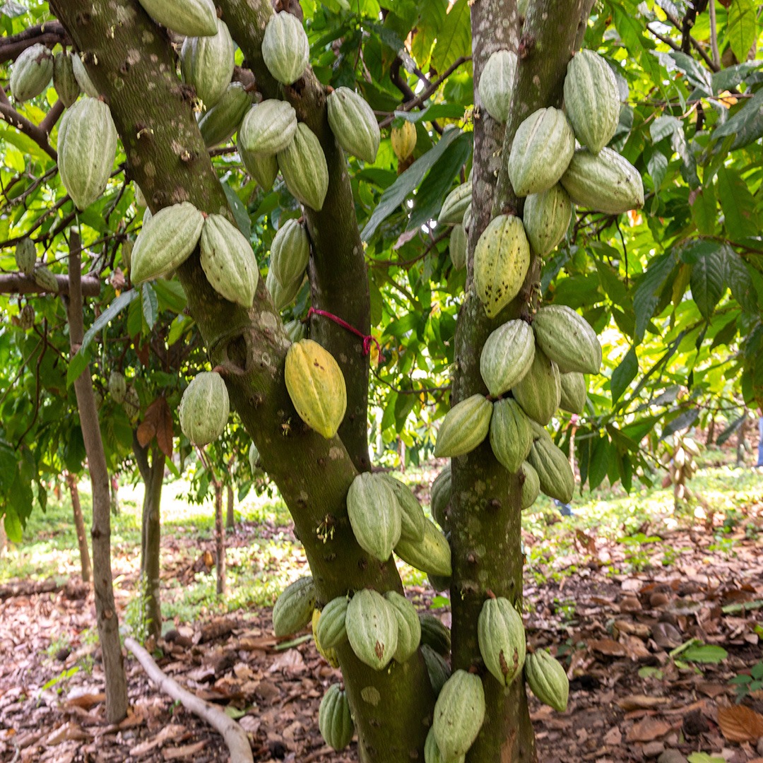 Törensel Seremonyal Kakao El Salvador 1000gr görsel 4